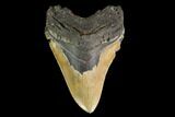 Serrated, Fossil Megalodon Tooth - North Carolina #147504-1